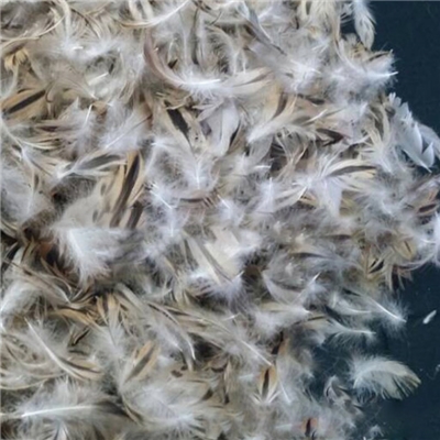 washed gred duck feather4-6CM